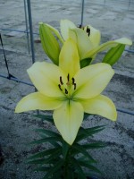 [1644 GerritZalm No01.JPG]